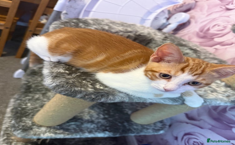 Mixed Breed cats - Advert 2