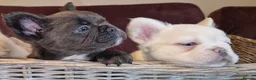 French Bulldog dogs for stud: Licensed breeder! Fluffy frenchie litter due July  - Advert 25
