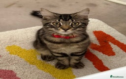 Maine Coon cats for sale: Beautiful loyal Maine coon X kitten for a new home - Image 1
