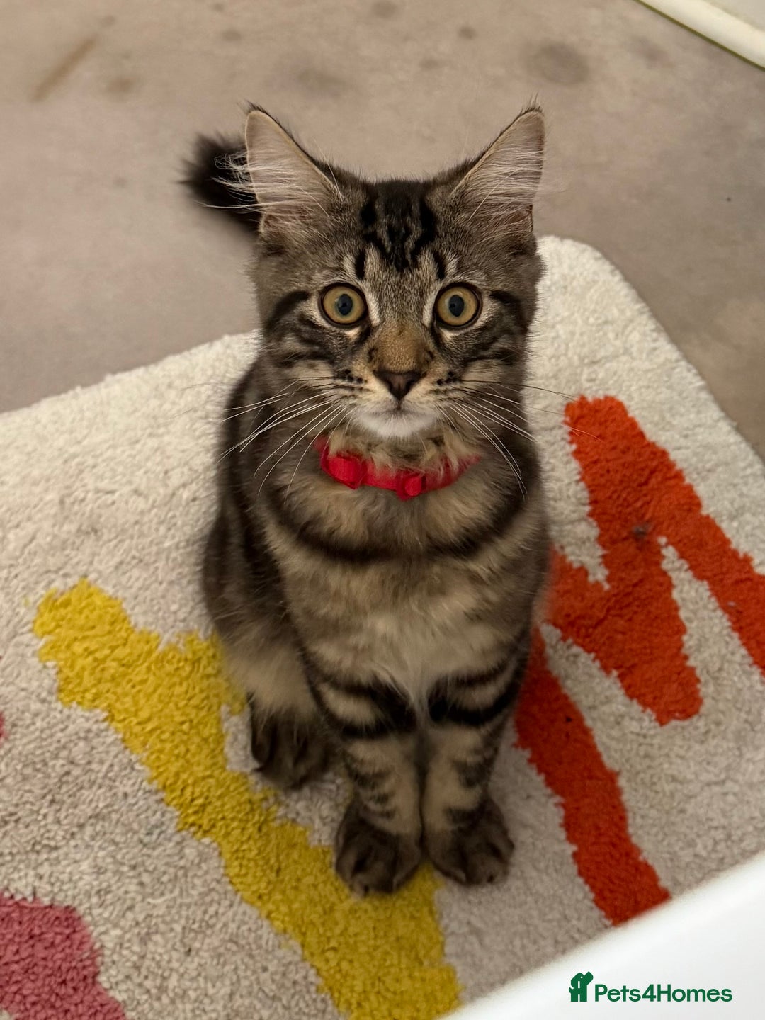 Maine Coon cats for sale: Beautiful loyal Maine coon X kitten for a new home - Image 1