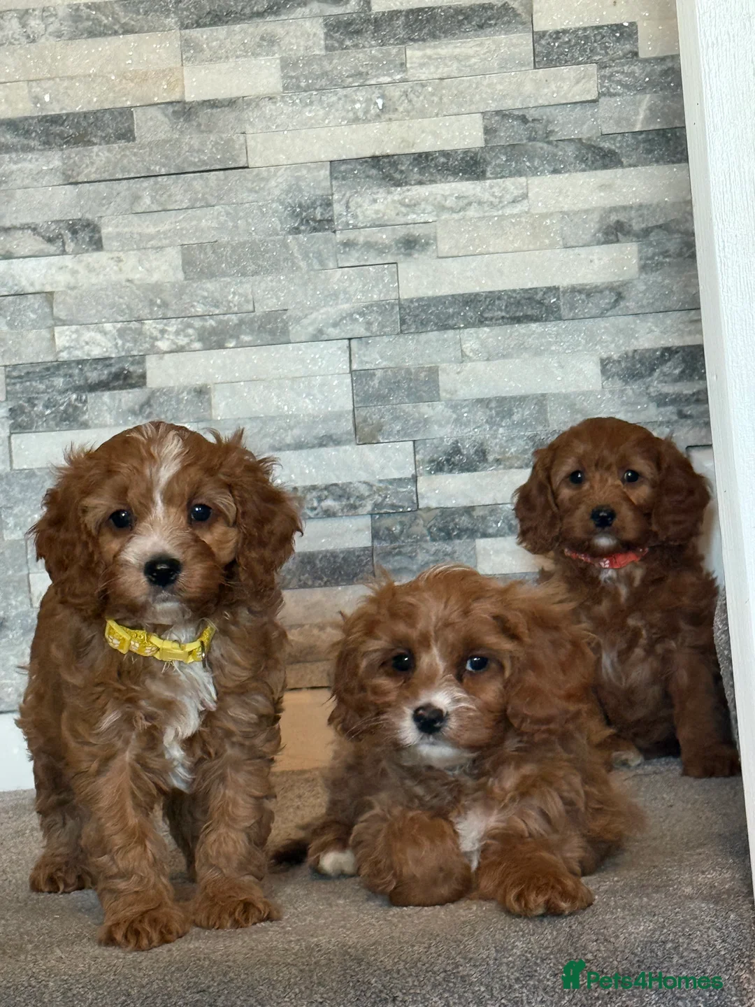 Cavapoo dogs for sale: Deep fox red cavapoos reared with passion and lovr - Advert 2