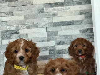 Cavapoo dogs Deep fox red cavapoos reared with passion and lovr - Advert 2