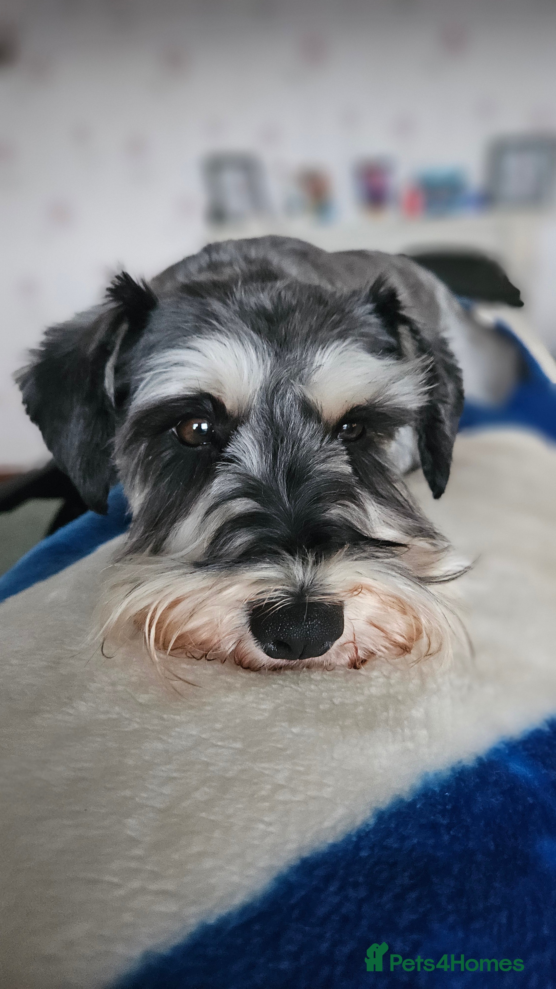 Miniature Schnauzer dogs Miniature Schnauzer Pups - Advert 2