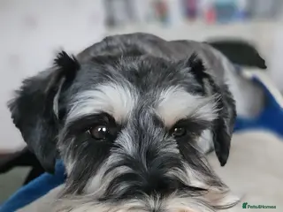 Miniature Schnauzer dogs Miniature Schnauzer Pups - Advert 2