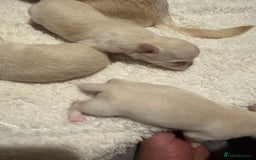 Chihuahua dogs for sale: Double chocolate platinum baby’s  - Image 37