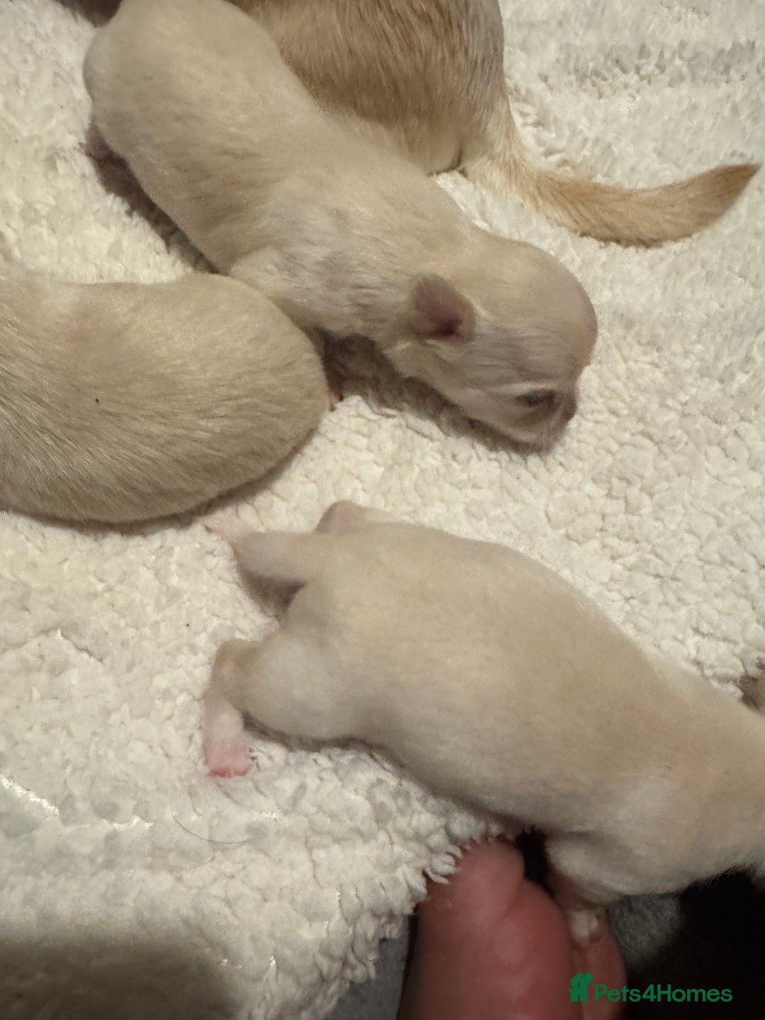 Chihuahua dogs for sale: Double chocolate platinum baby’s  - Image 37