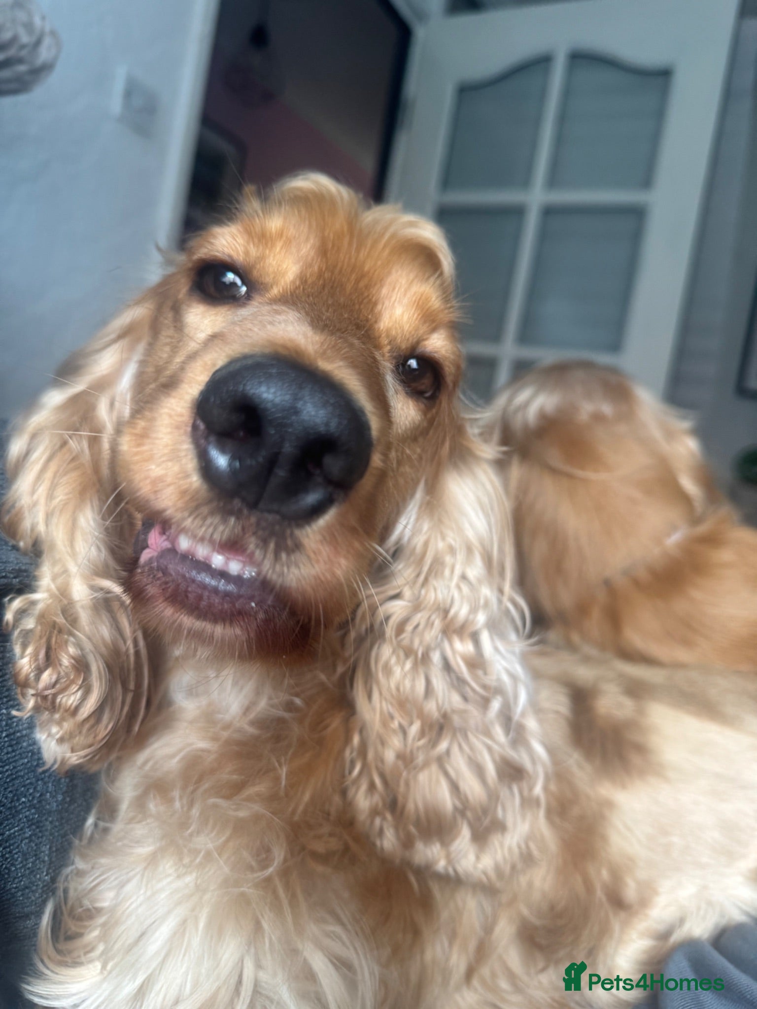 Cocker Spaniel dogs Loving cocker spaniel  - Advert 1