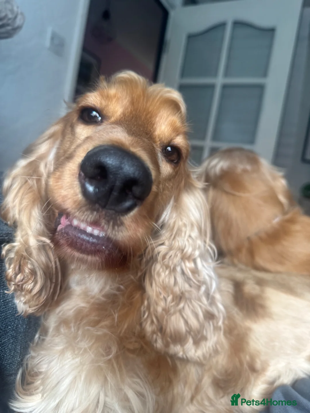 Cocker Spaniel dogs for sale: Loving cocker spaniel  in Belfast - Advert 1