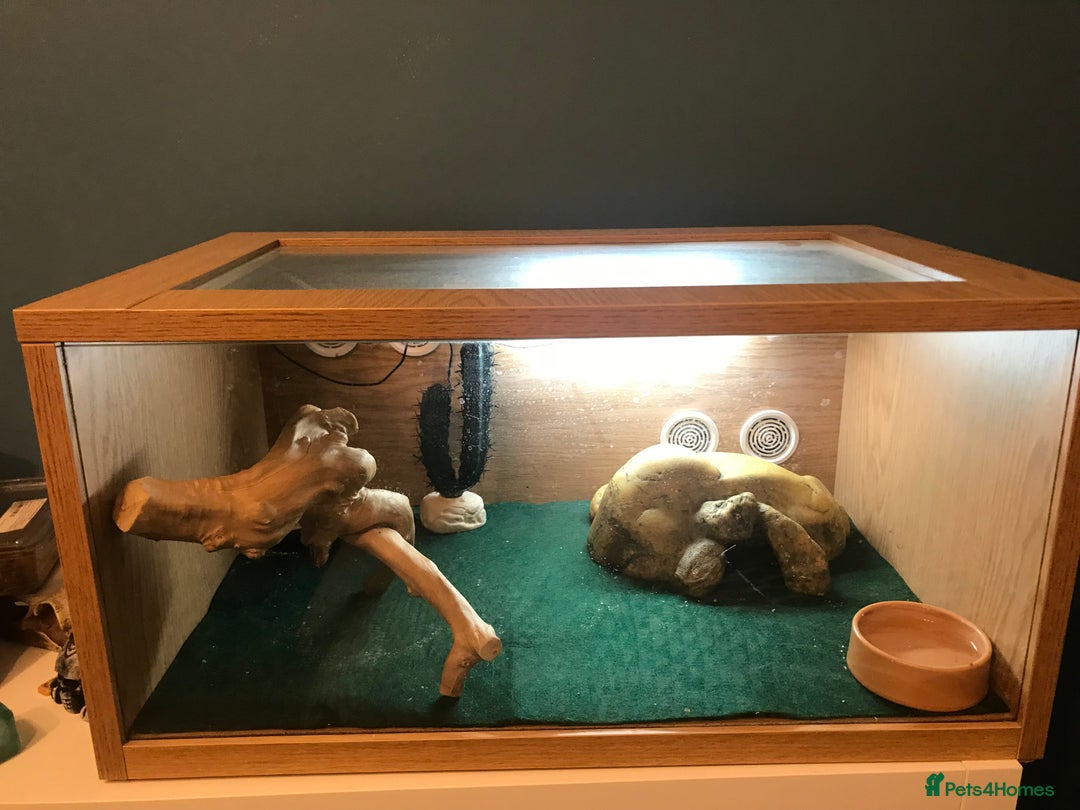 Gecko reptiles for sale: Leopard gecko full set up - Advert 1