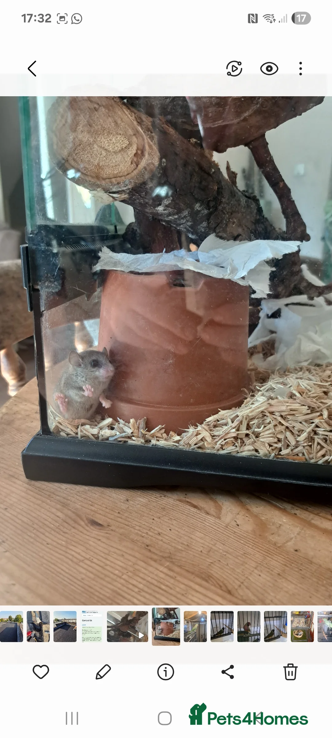 Mixed Breed rodents for sale: X4 young Micro squirrel  - Advert 2