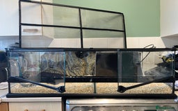 Python Snake reptiles for sale: Friendly Female Ball Pytho, Full Viv & feeding box - Image 11