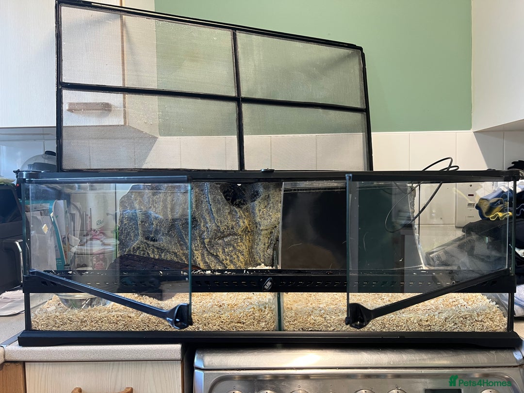 Python Snake reptiles for sale: Friendly Female Ball Pytho, Full Viv & feeding box - Image 11