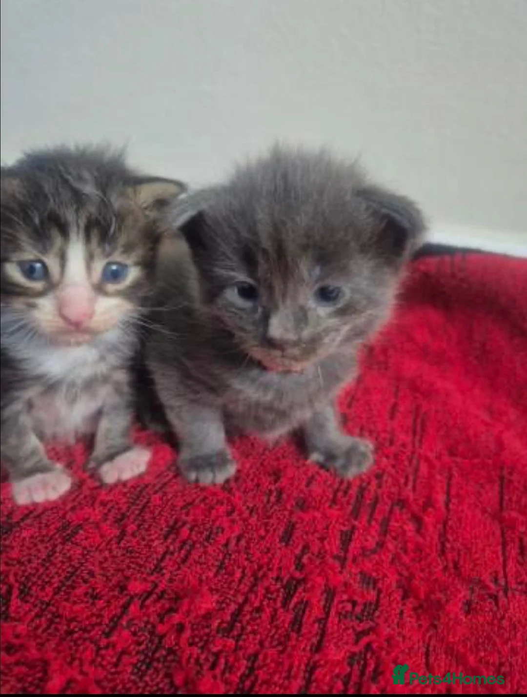 Maine Coon cats for sale: Gorgeous Maine Coon Kittens  - Advert 7