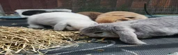 Mini Lop rabbits for sale: Pure mini lop Bunny ready from 12/06 - Advert 23