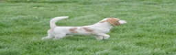 Beagle dogs for sale: 6 months old kennel club reg beagle boy - Advert 3