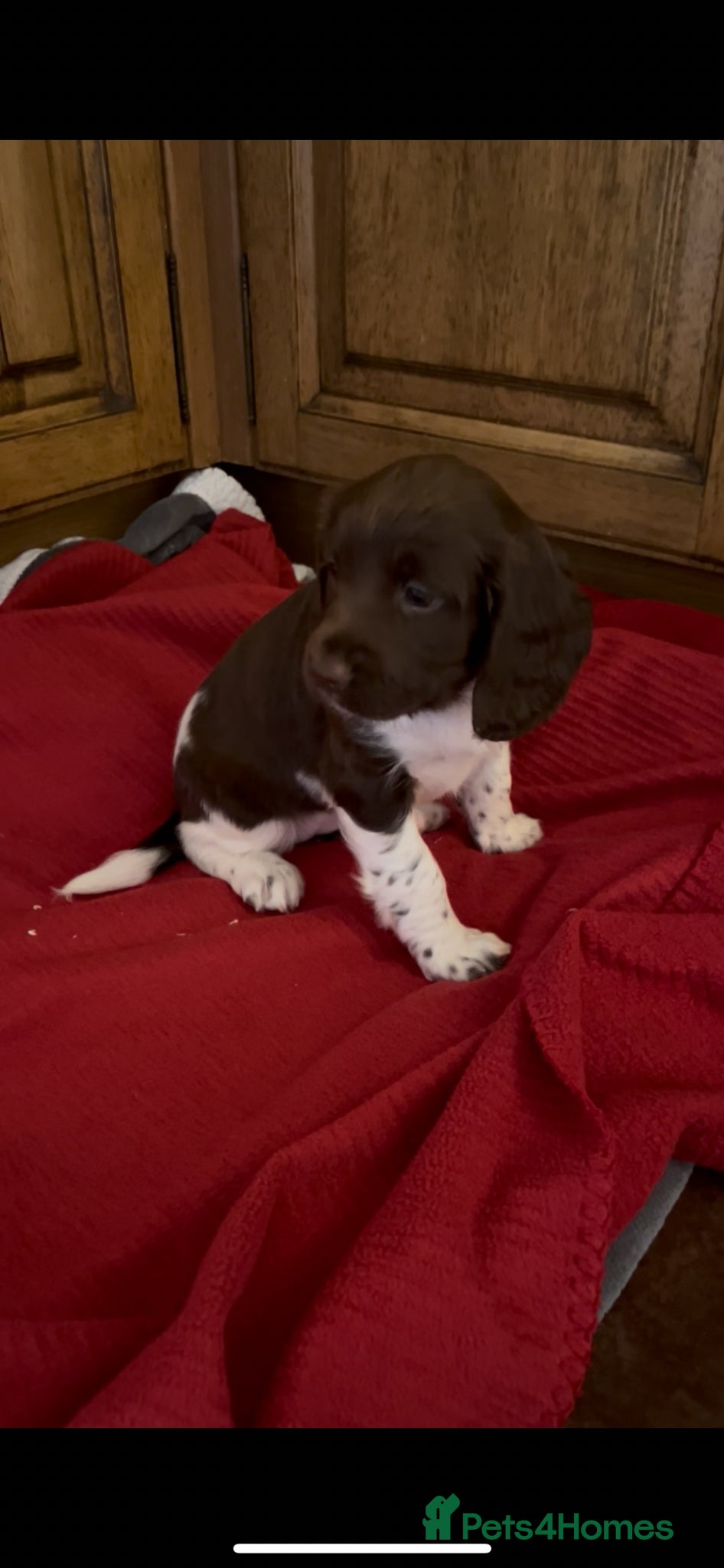 English Springer Spaniel dogs HOME BRED ENGLISH SPRINGER SPANIEL PUPPIES - Advert 1