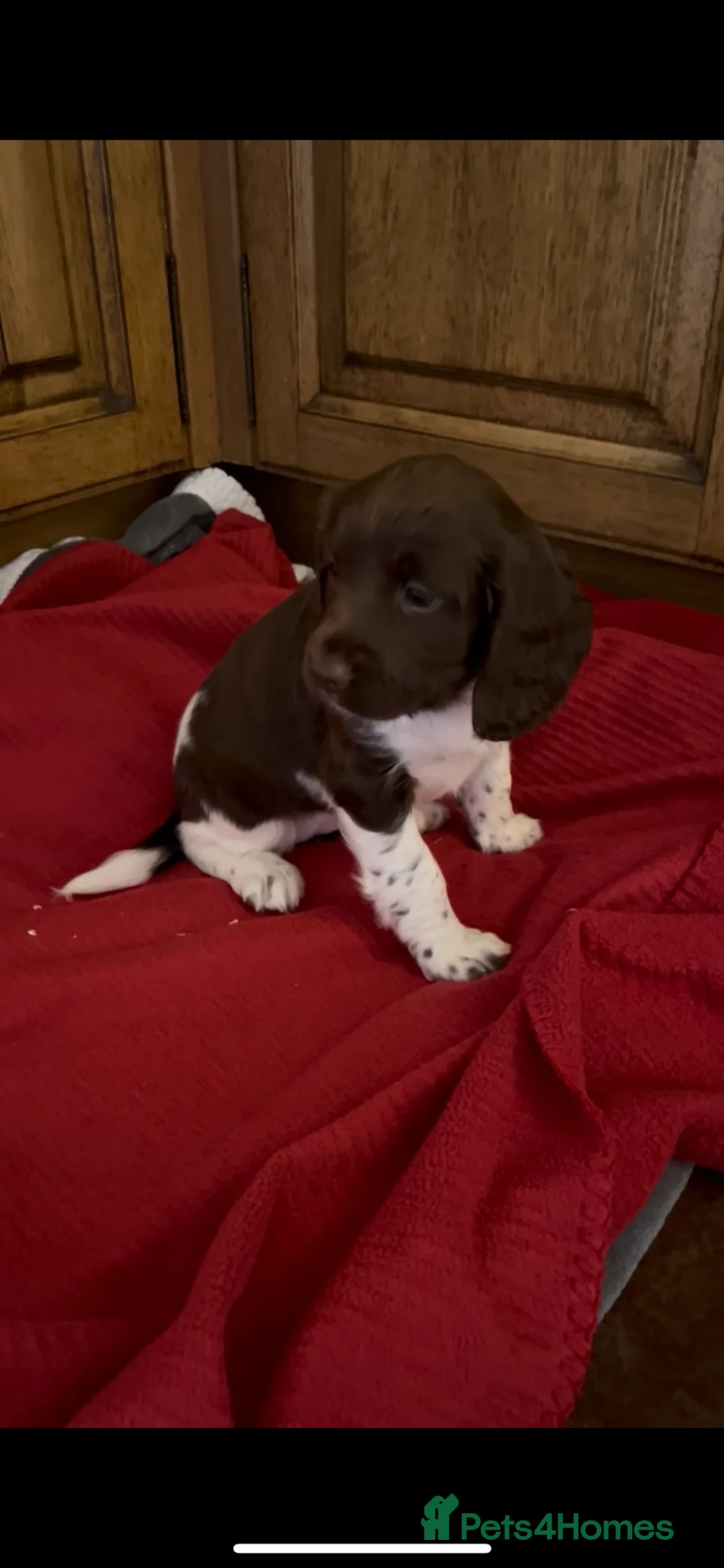 English Springer Spaniel dogs for sale: HOME BRED ENGLISH SPRINGER SPANIEL PUPPIES - Advert 1