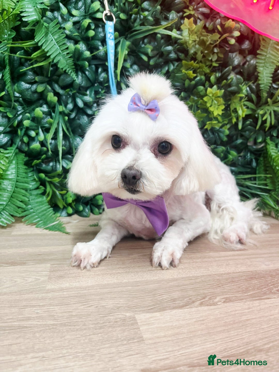 Maltese dogs for sale: 💫Tiny Maltese! 1 boy and 1 girl left! 💫 - Image 8