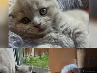 British Longhair cats Kittens lilac, blue fluffy boys, Scottish fold - Advert 6