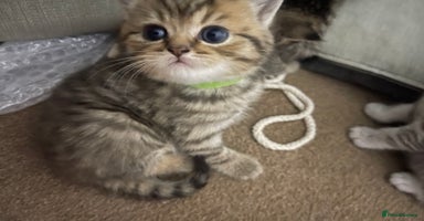 Scottish Fold cats - Advert 7