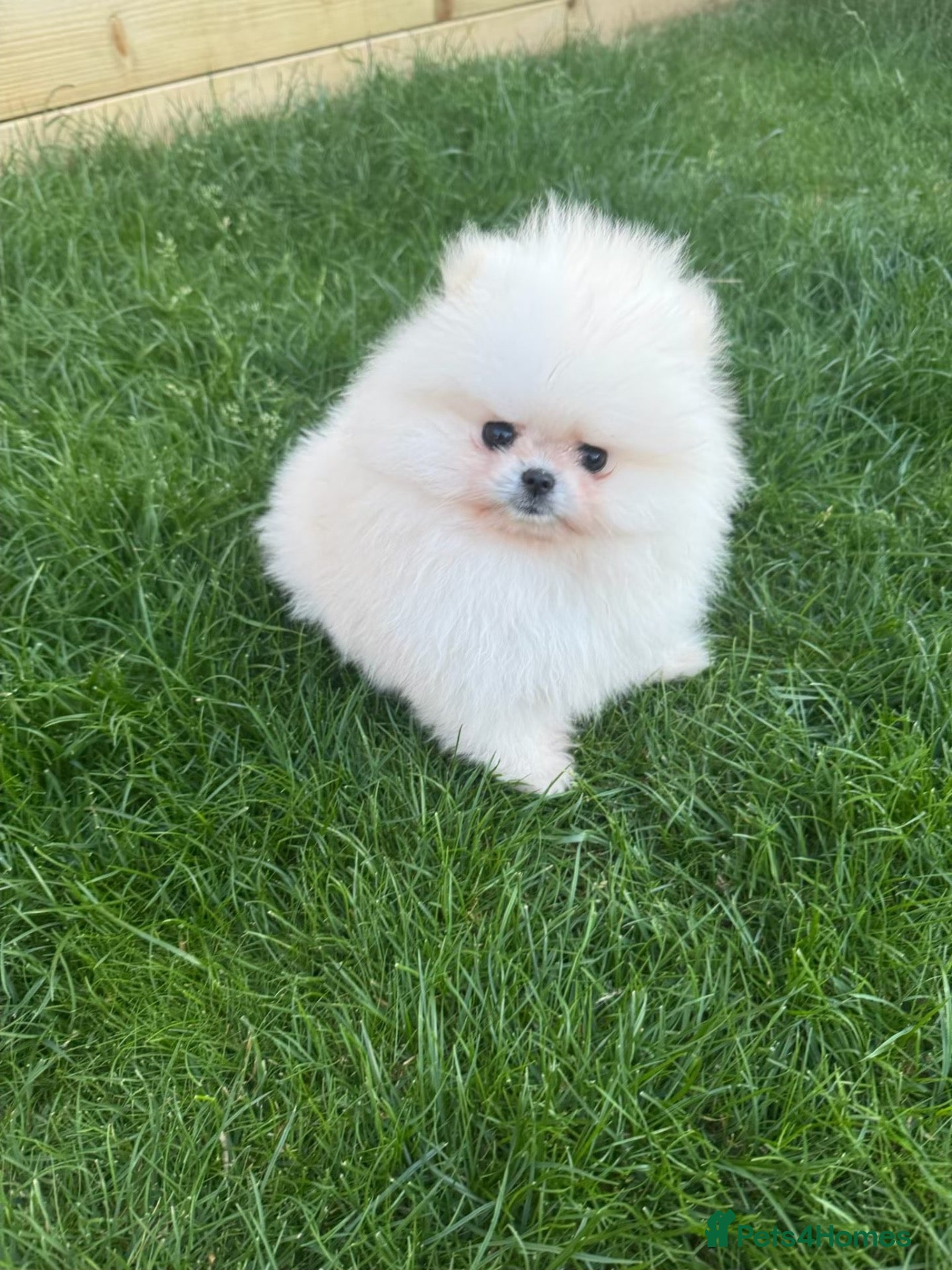 Pomeranian dogs Pomeranian  - Advert 6
