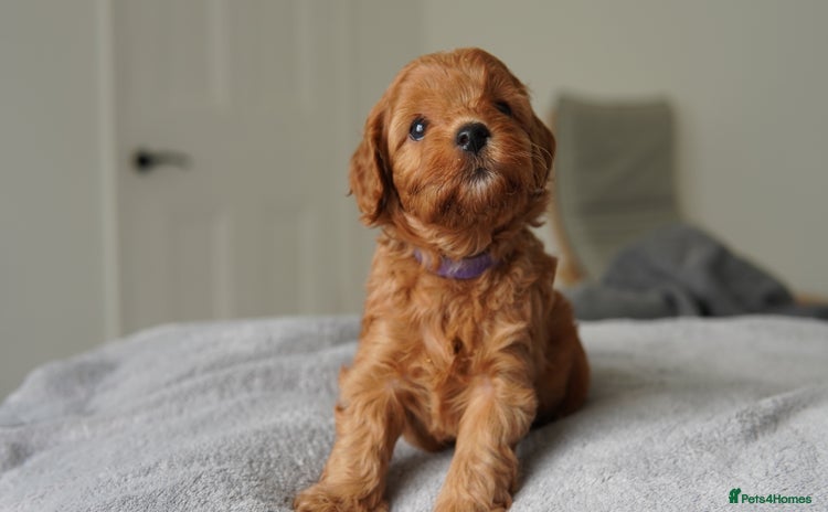 Cavapoo dogs - Advert 1