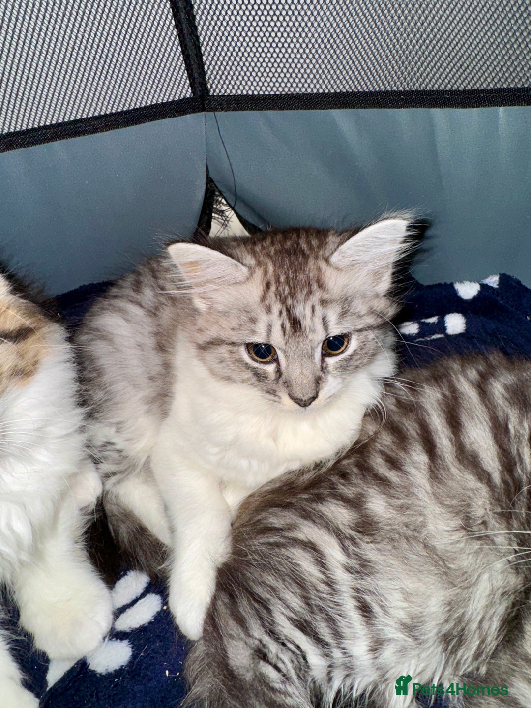 Norwegian Forest Cat cats for sale: Gorgeous Kittens Ready for Their Forever Homes 🐾 - Advert 10