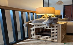 British Shorthair cats for sale: British short hair male  - Image 4