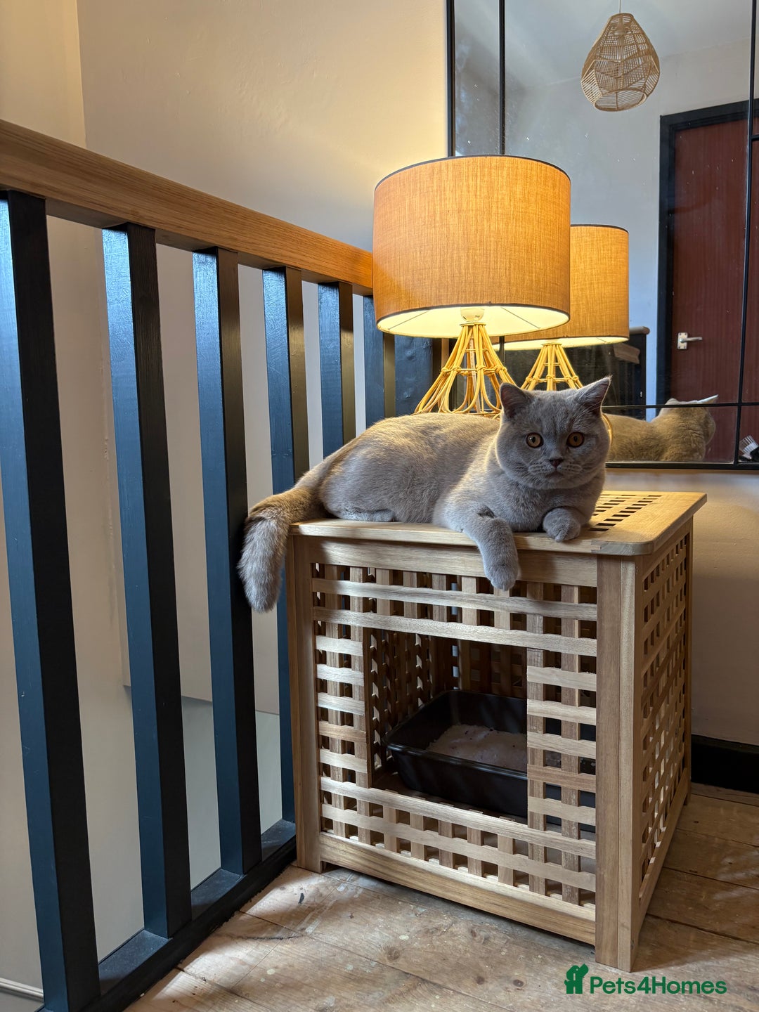 British Shorthair cats for sale: British short hair male  - Image 4