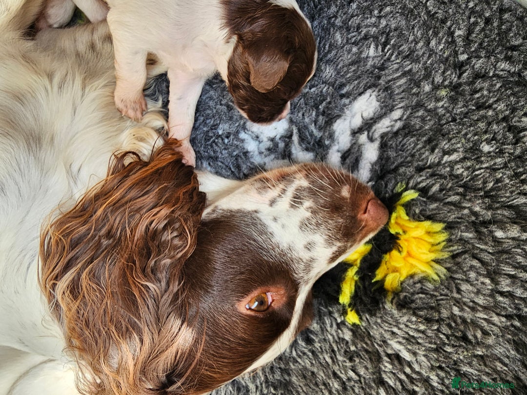 English Springer Spaniel dogs for sale: Top-Quality Working Springer Spaniel Puppies  - Image 5