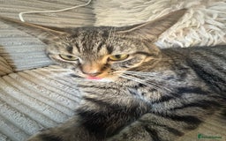 Mixed Breed cats for sale: Snowy and pip🩵💕 - Image 17