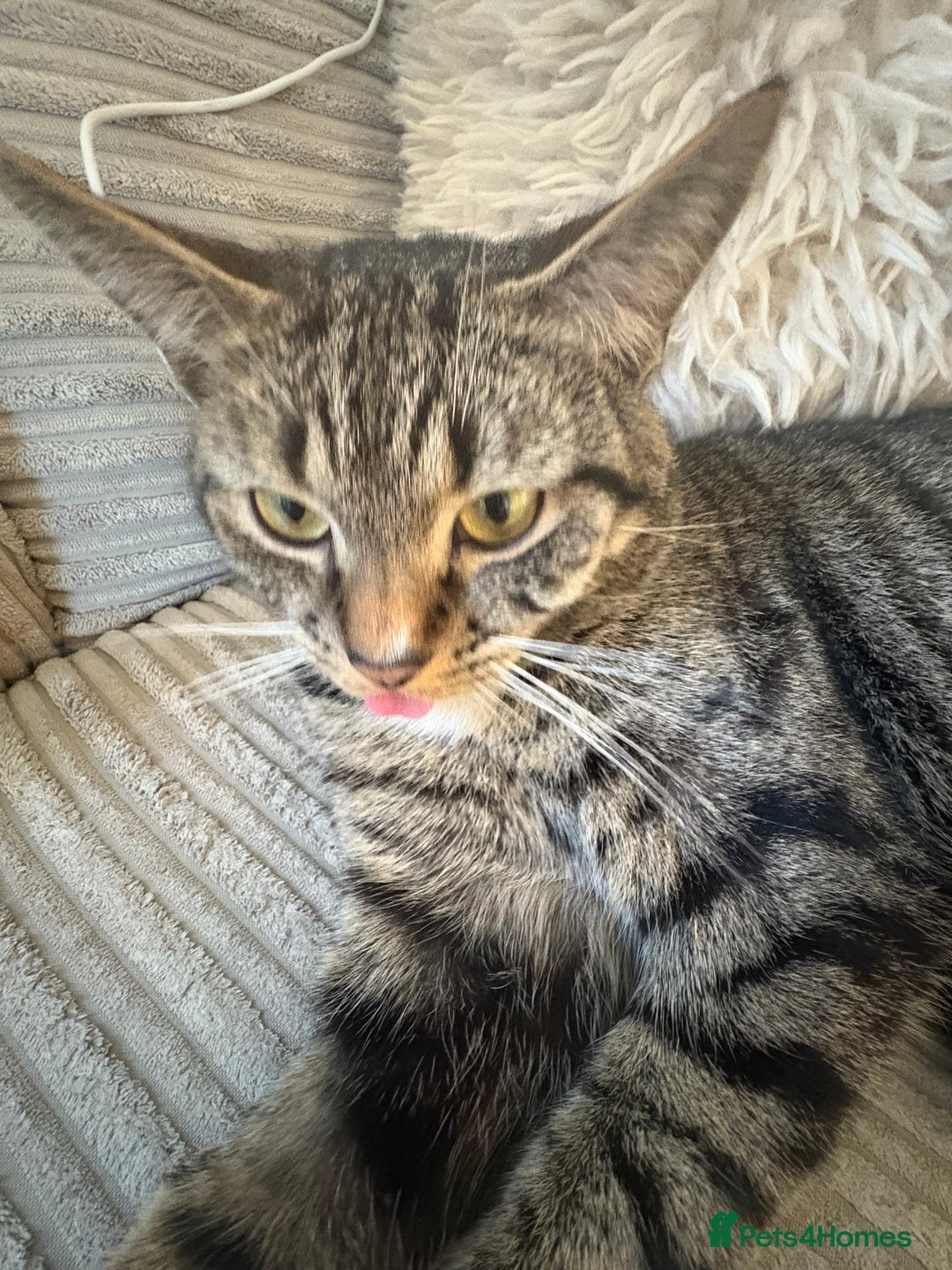 Mixed Breed cats for sale: Snowy and pip🩵💕 - Image 17