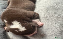 Olde English Bulldogge dogs for sale: Olde English Bulldogge Puppies - Image 17