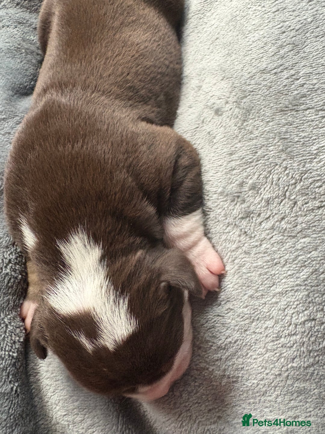 Olde English Bulldogge dogs for sale: Olde English Bulldogge Puppies - Image 17
