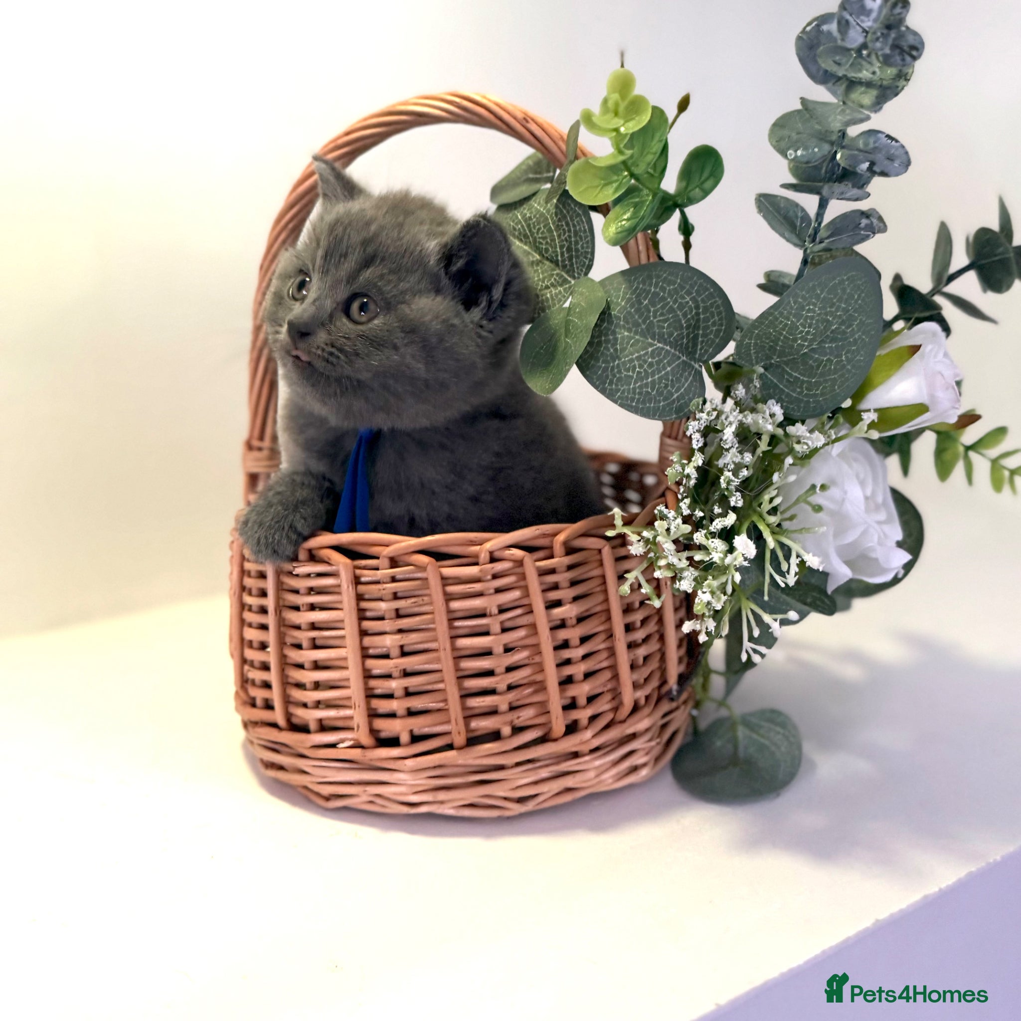 British Shorthair cats GCCF British short hair boy  - Advert 1