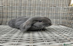 Mini Lop rabbits for sale: Female mini lop - Image 3