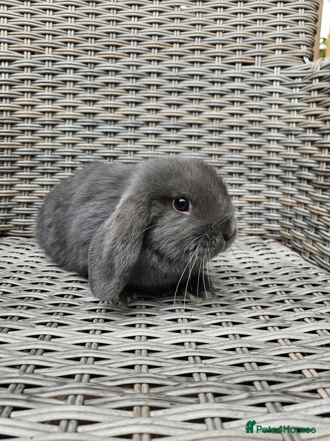 Mini Lop rabbits for sale: Female mini lop - Image 3