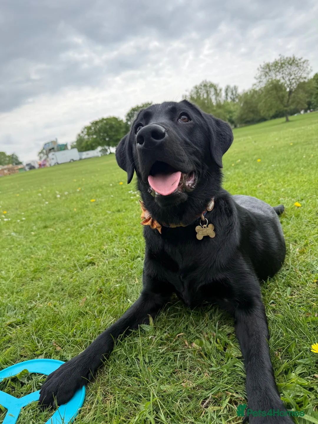 Labrador Retriever dogs for stud: Walter — Handsome Black Labrador Stud - Advert 2