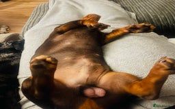 Miniature Dachshund dogs for stud: Stud Available  - Image 8