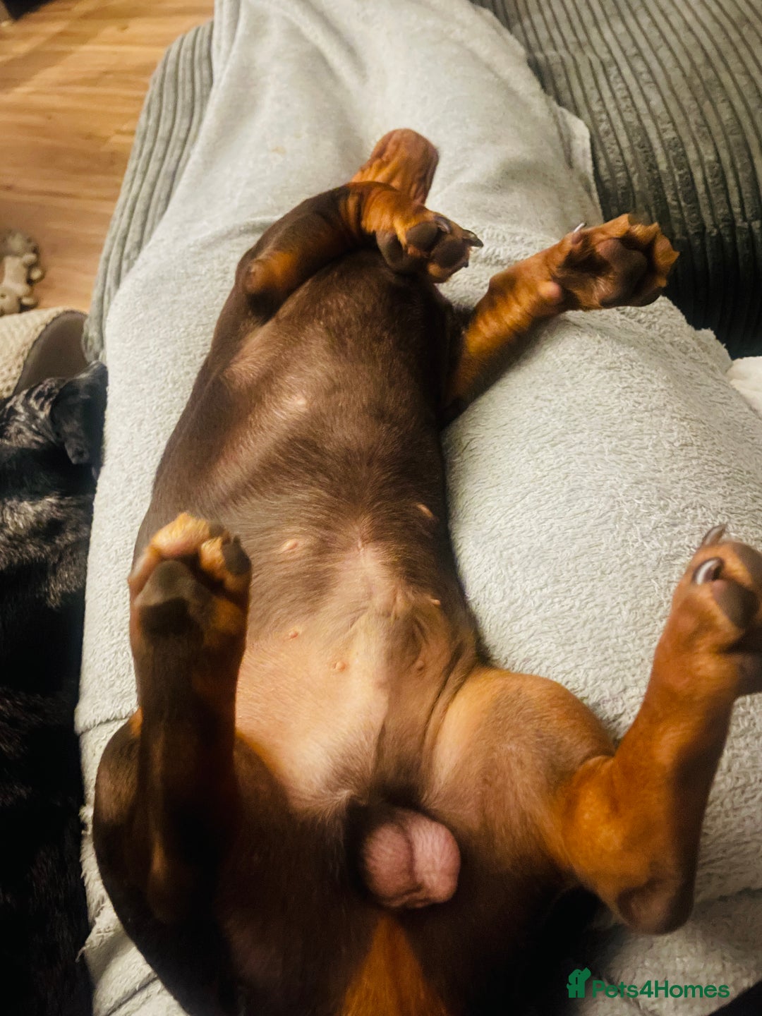 Miniature Dachshund dogs for stud: Stud Available  - Image 8
