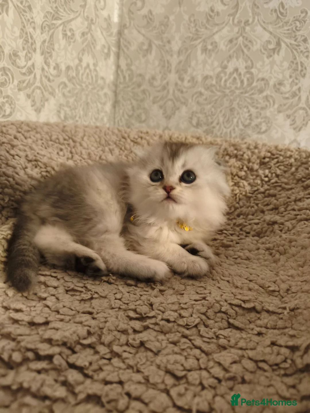 Scottish Fold cats for sale: Scottish fold tica active registered longhaired  - Advert 11