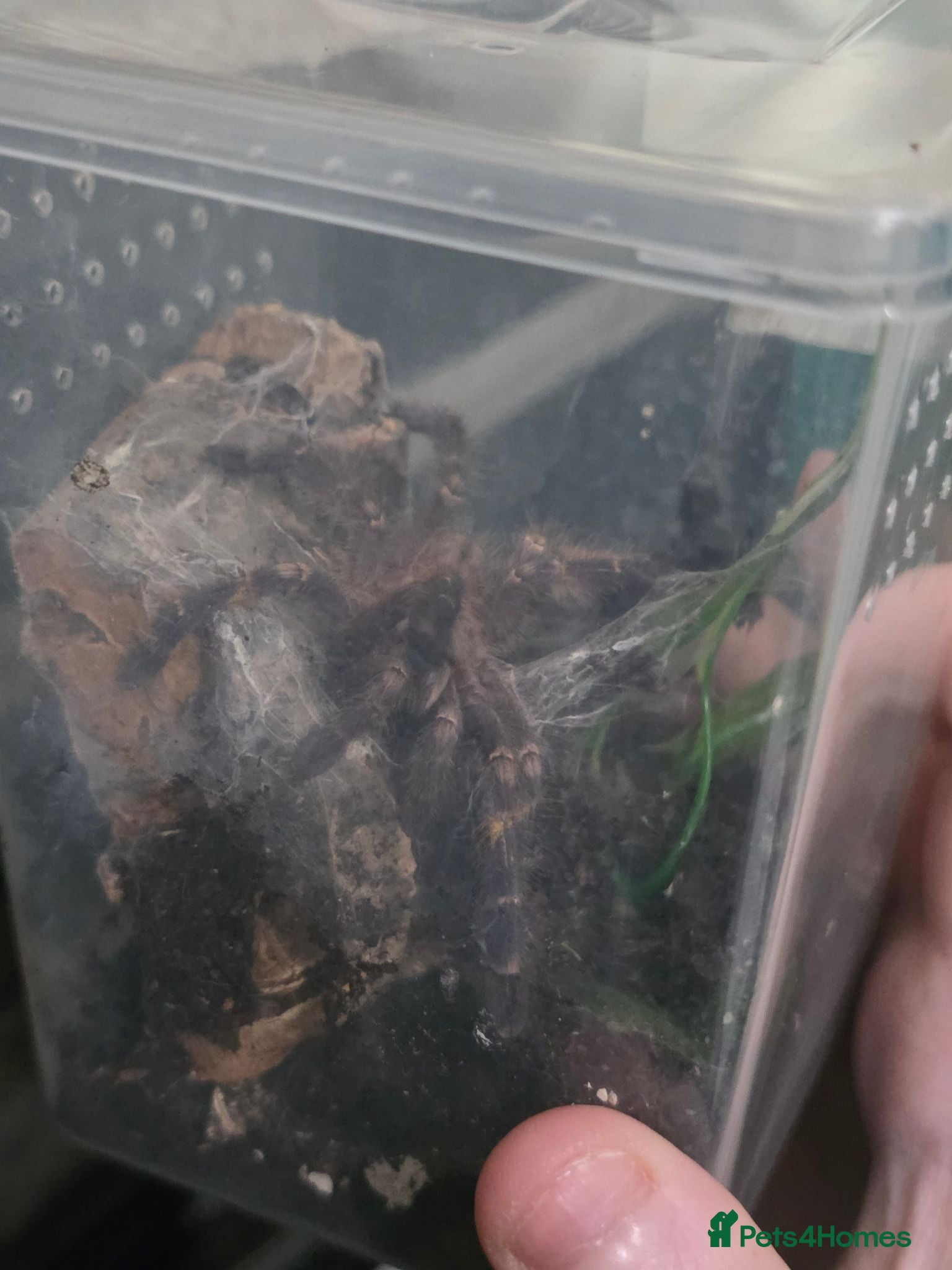 Tarantulas invertebrates Two Ornamentals Tarantulas - Advert 9