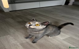 British Shorthair cats for sale: British short hair x Scottish fold  - Image 4
