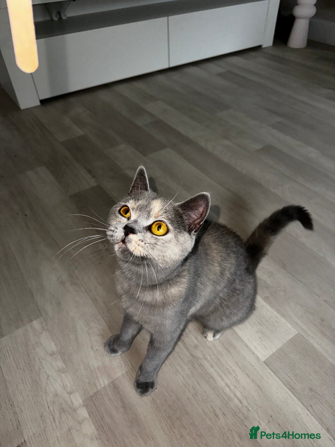 British Shorthair cats for sale: British short hair x Scottish fold  - Image 4