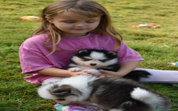 Pomsky dogs for sale: Genuine Toy Size Pomskies - Image 8