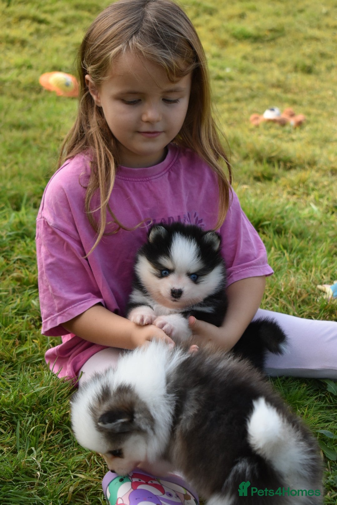 Pomsky dogs for sale: Genuine Toy Size Pomskies - Image 8