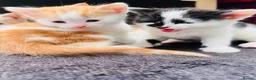 Mixed Breed cats for sale:     Beautiful Healthy Kittens Ready To Reserve  - Advert 5