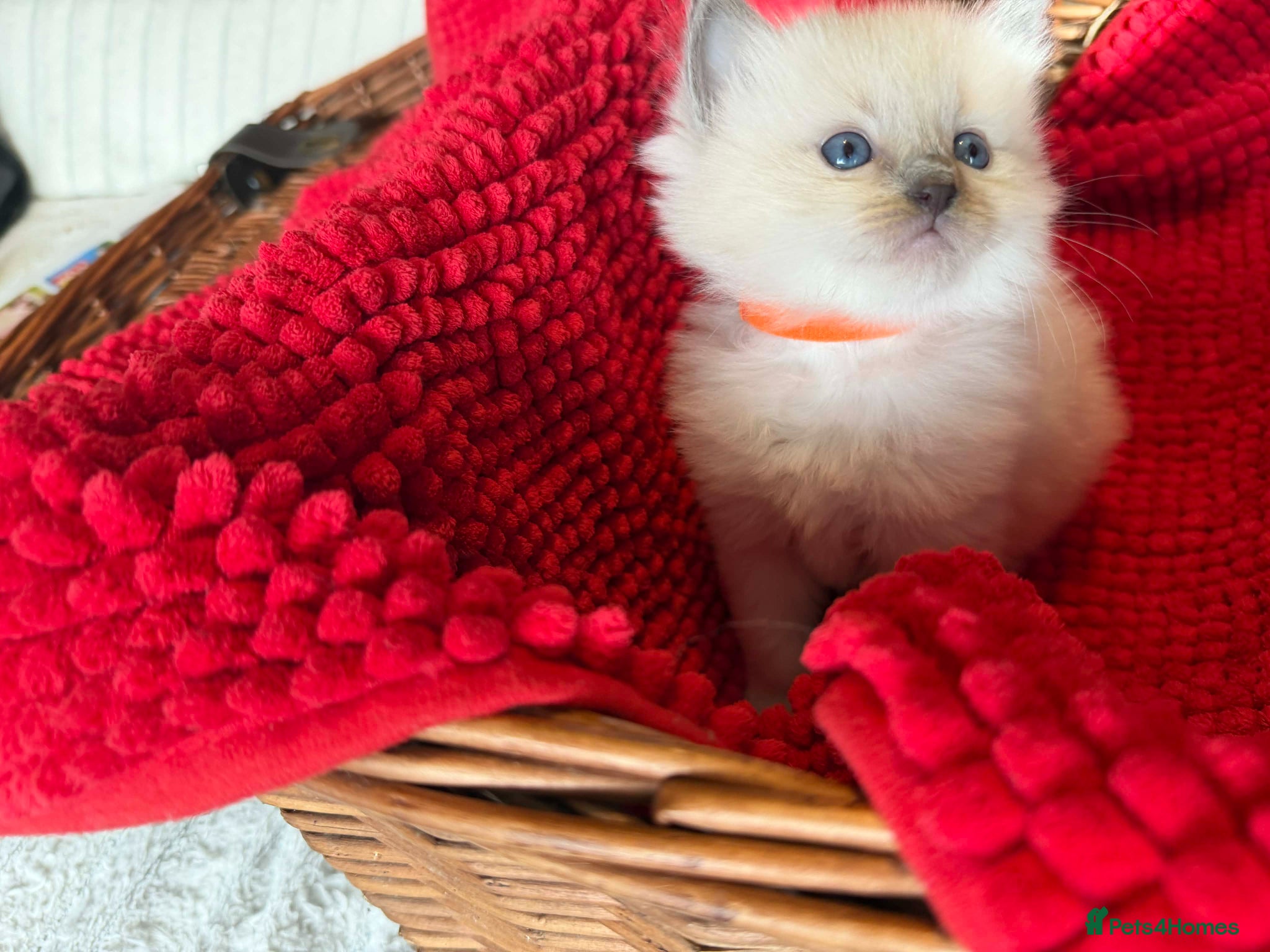 Ragdoll cats 4 beautiful Ragdoll Turkish Van kittens - Advert 15