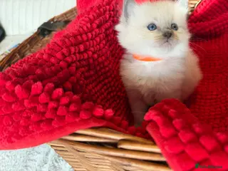 Ragdoll cats 4 beautiful Ragdoll Turkish Van kittens - Advert 15