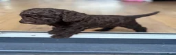 Cockapoo dogs for sale: 1x Chocolate  Female cockapoo  in Bolton - Advert 5